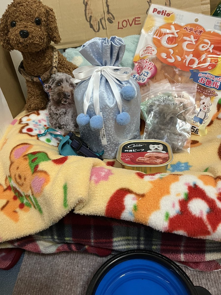 Choco_Omoide's tweet image. チョコおはよう☁️
一緒に仕事に通い始めて今日で1週間だね。
今日からまた5連勤だよ😂お仕事着いてきてね。遊んでていいから！笑
今日も1日よろしくね😊
 #秘密結社老犬倶楽部天国支部
 #チョコごはん