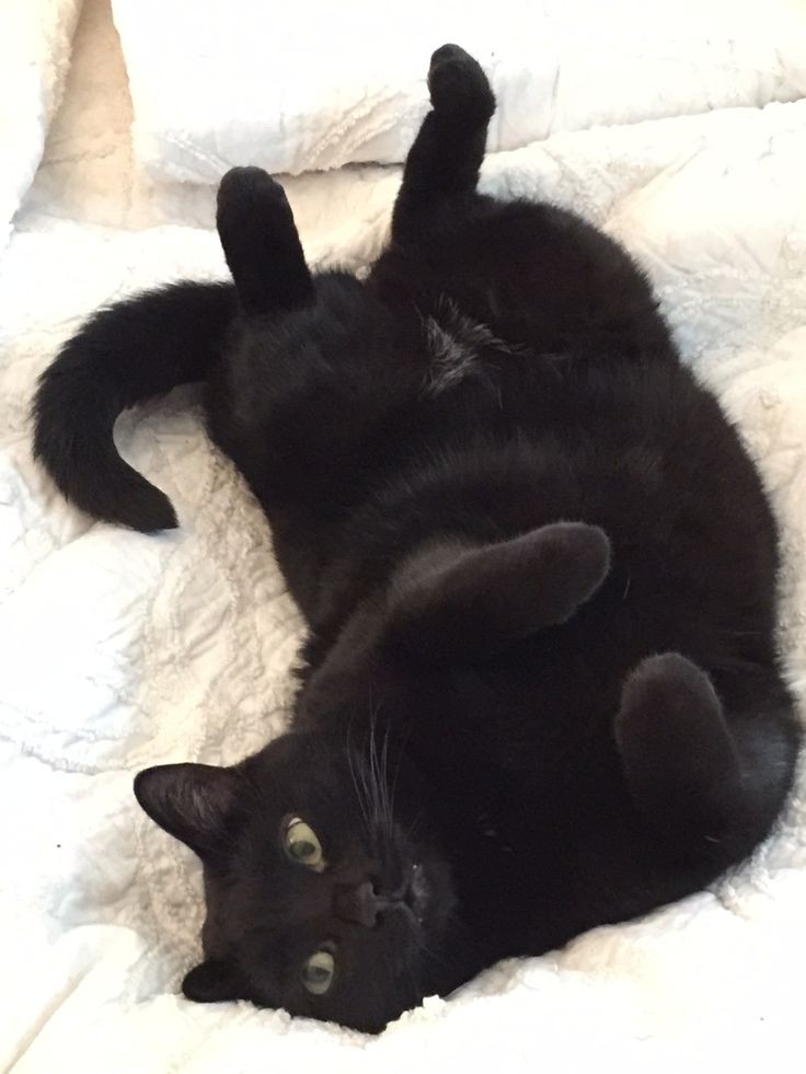 black cat no. 154 #BlackCat #CatsOfTwitter