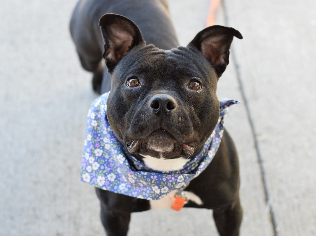 NMBewitched's tweet photo. Suzie Q
#NYCACC #166951
TBK 5/27
https://t.co/oId8dAkiah

Suzie needs a home with older kids &amp; no other pets
Would love walks with a harness, toys &amp; bum scratches

If you are interested
#Adopt contact adopt@nycacc.org

#Foster DM @notthesameone2 https://t.co/EeqM3G86nN