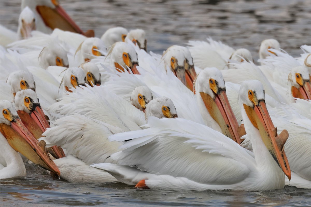 American White Pelican jam up.