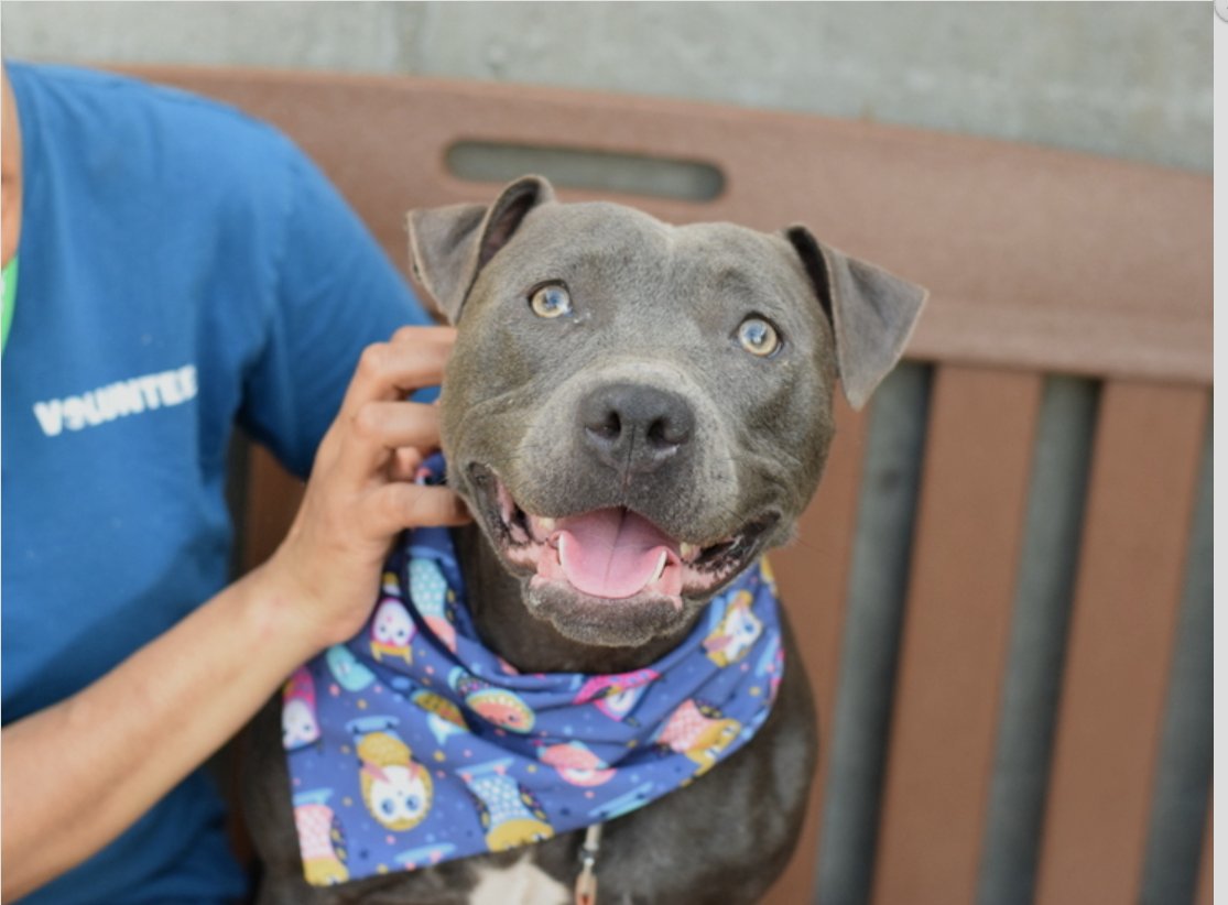 MyBoxerLuvMac1's tweet photo. 💔Lola Bean💔
#NYCACC #168386 2y
▪️To Be Killed: 5/27💉
Friendly sweetie's💔, after owner evicted! Cuddlebug's social w all, respectful of dogs +gd w kids 5+. Affectionate, playful, but stressed in cell. Needs loving, N.East #Adopter/#Foster, 2 decompress. Pls #pledge
💞Lola Bean https://t.co/wYCUzJm40G