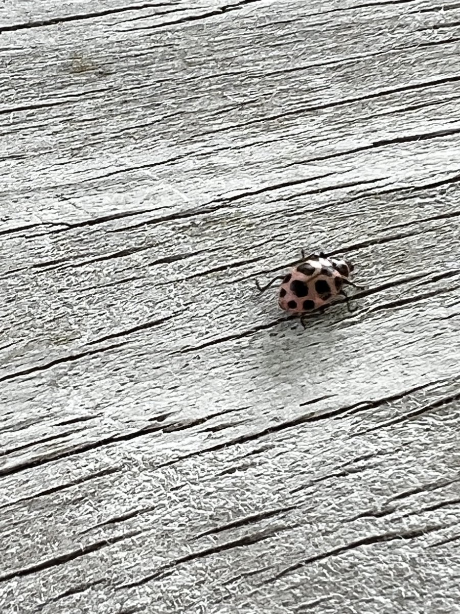 DirectorMECC's tweet photo. We’ve also been releasing ladybugs all week! https://t.co/PwhvUW18Jz