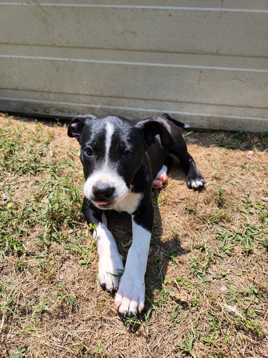 ldriskill928's tweet photo. I wish I could show yall more than 4 photos at a time! Gosh these puppies are so precious! We now have them crate trained and on a schedule they are doing amazing with us and are so happy! #Fosteringdogs #RescueDogs https://t.co/rtPMIatBpJ