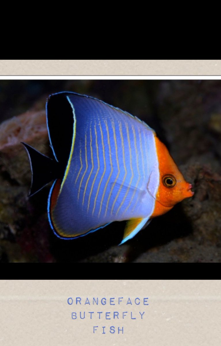 Orangeface Butterfly Fish