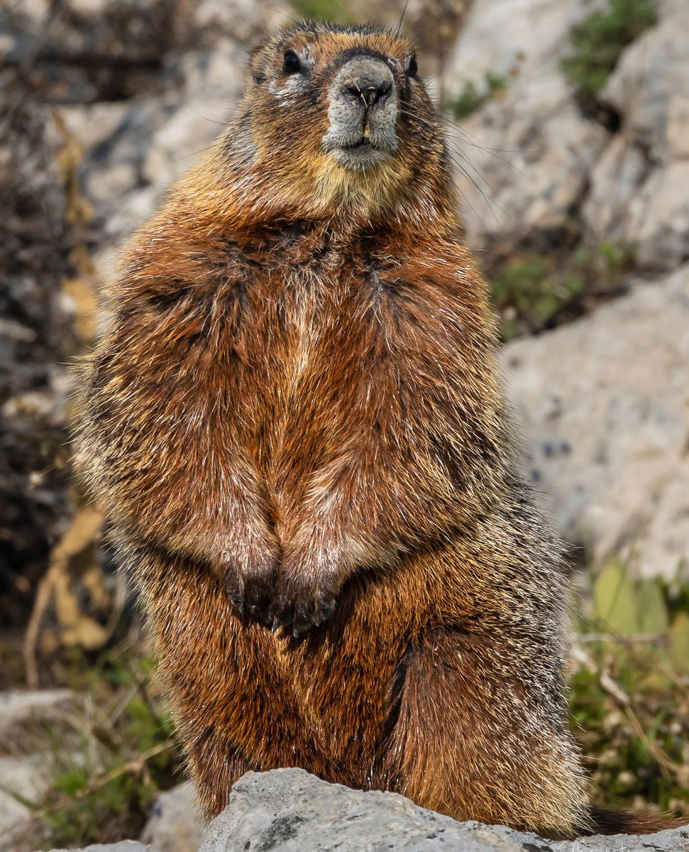 A Yellow-bellied Marmot shows us his moves! #yellowstonenps #nps #usfws #naturephotography #animals #animalsofinstagram #nature_perfection #wildlifephotography #ignature #animalphotography #nature_sultans #allnatureshots #fiftyshades_of_nature #wildlifeplanet