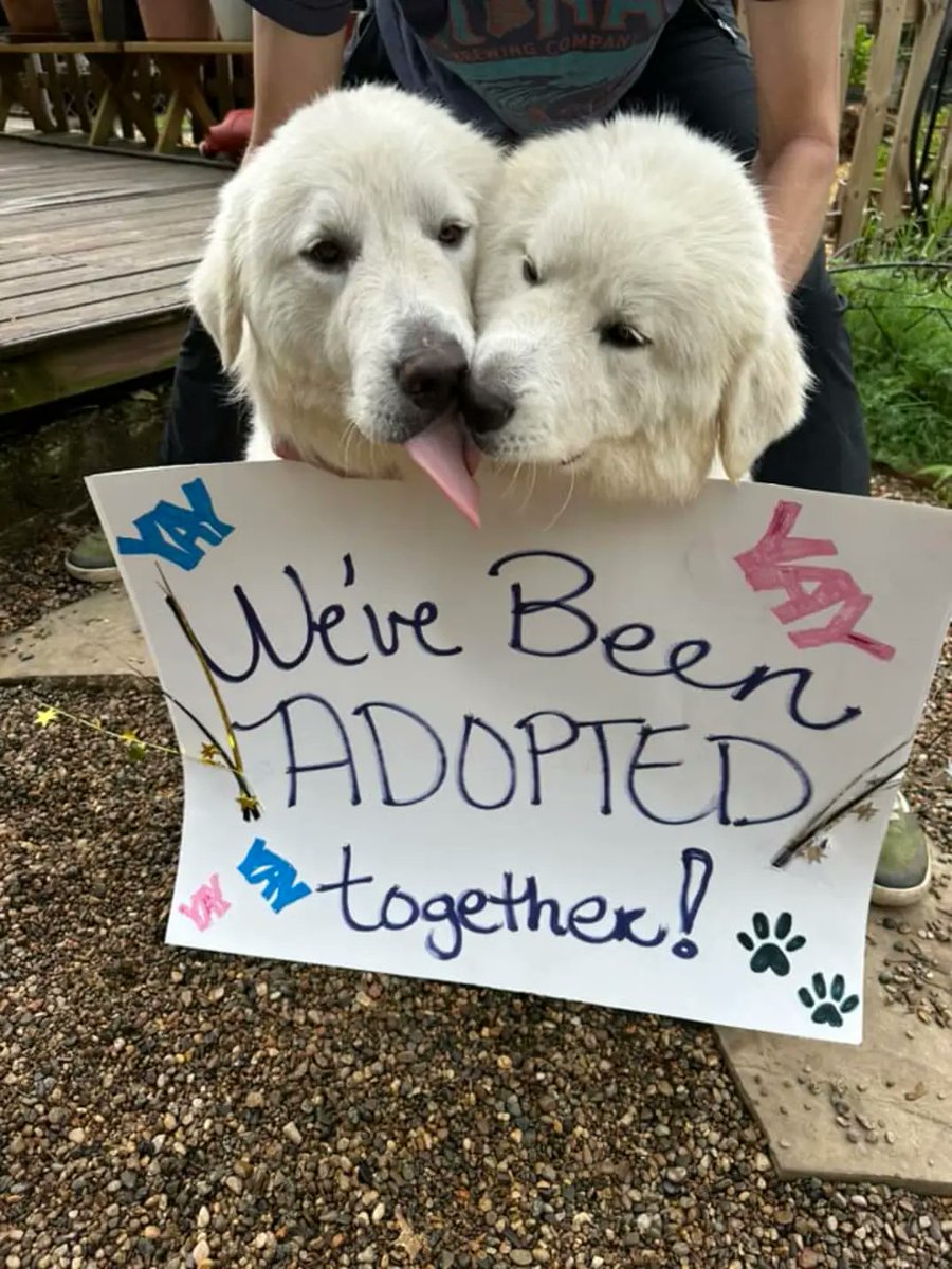 .@darth look at these sweet sibling Great Pyrenees pups who were shaved and dumped. My friends cared for them for almost 2 months until they were adopted together by their furever family yesterday 💞