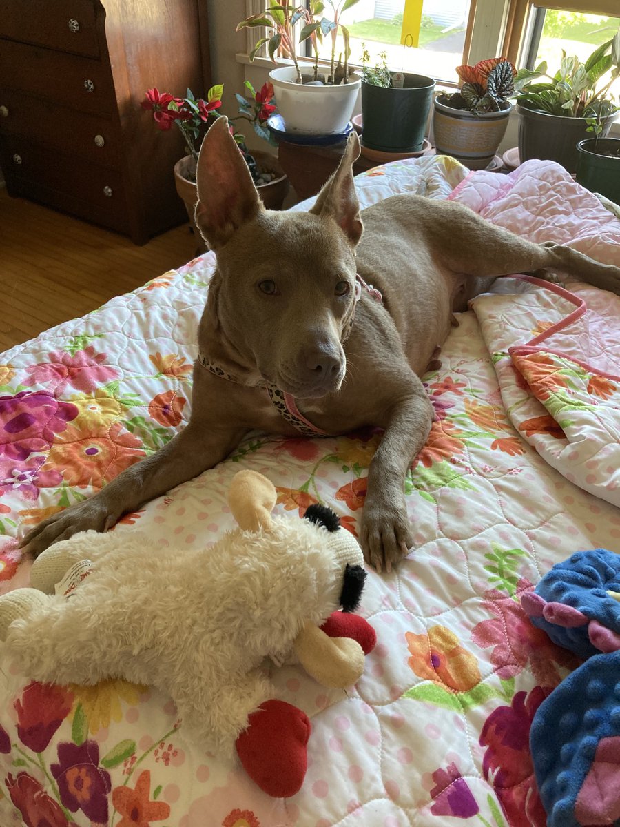 LolaPatolla's tweet photo. Update!!!!
Guess who has a mom and a forever home in WI?!!!
It’s Cookie!!!! 🥰❤️
From dumped in a stairwell sick with Heartworm and bad skin issues to a comfy bed with her own toys!!!!
Cookie thanks you for helping her 💗!!! https://t.co/TbzezhmK6S