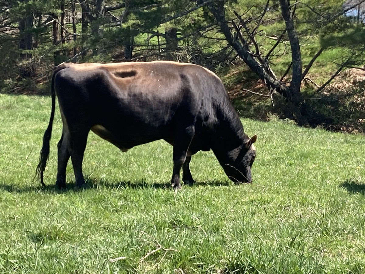 Holt Creek Jerseys tweet media