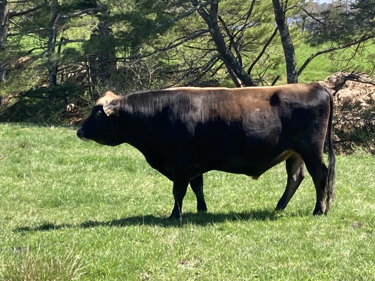 Holt Creek Jerseys tweet media