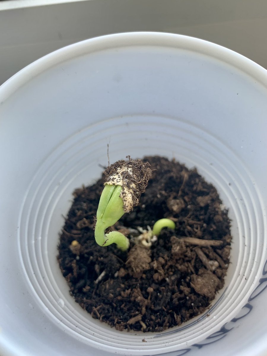 mcubb's tweet photo. Promised the students we would plant in the Spring. Got some good sprouts already! 🌱🪴#springhassprung #handsonlearning #science @DumfriesES @StarrGranby https://t.co/lwqCNL1XwT