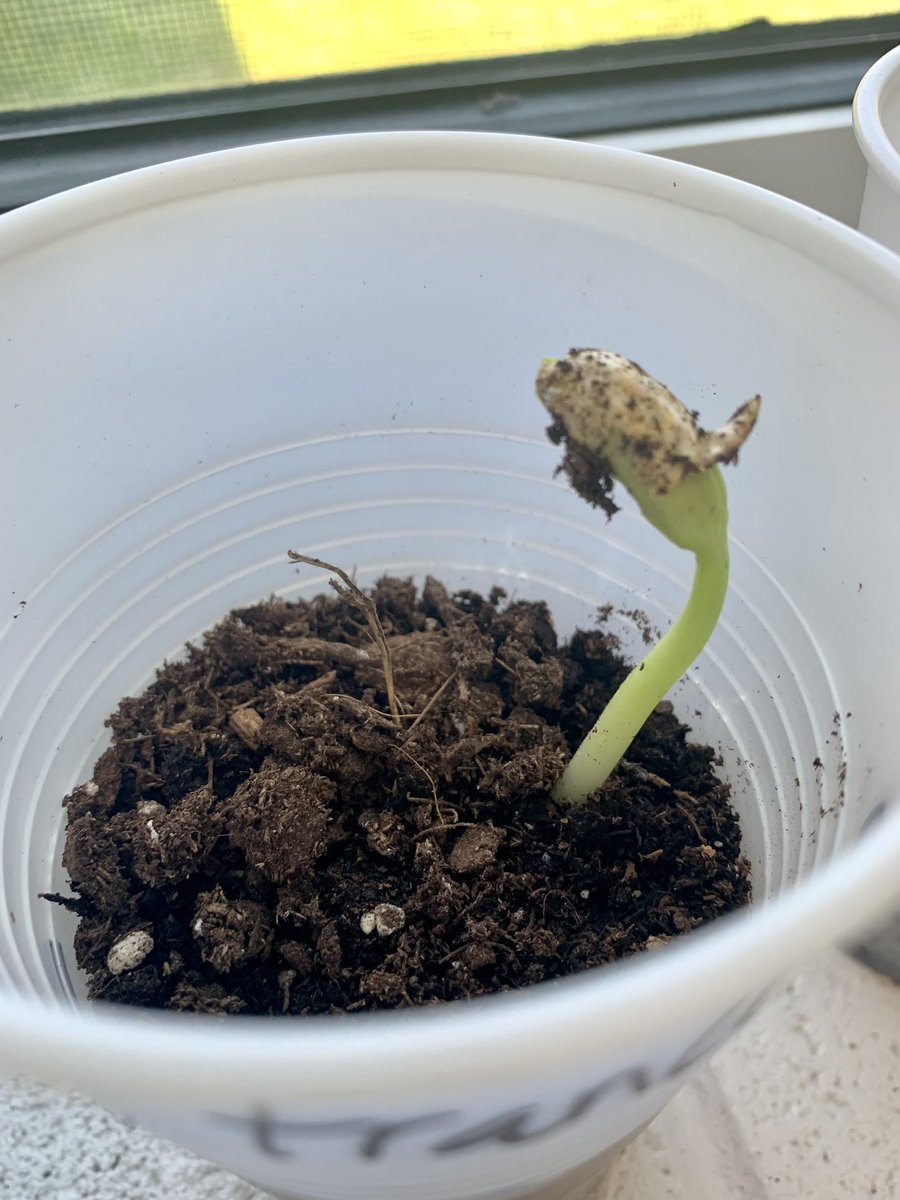 mcubb's tweet photo. Promised the students we would plant in the Spring. Got some good sprouts already! 🌱🪴#springhassprung #handsonlearning #science @DumfriesES @StarrGranby https://t.co/lwqCNL1XwT