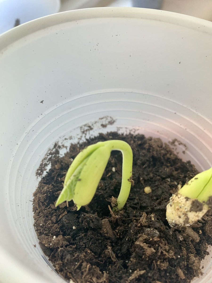 mcubb's tweet photo. Promised the students we would plant in the Spring. Got some good sprouts already! 🌱🪴#springhassprung #handsonlearning #science @DumfriesES @StarrGranby https://t.co/lwqCNL1XwT