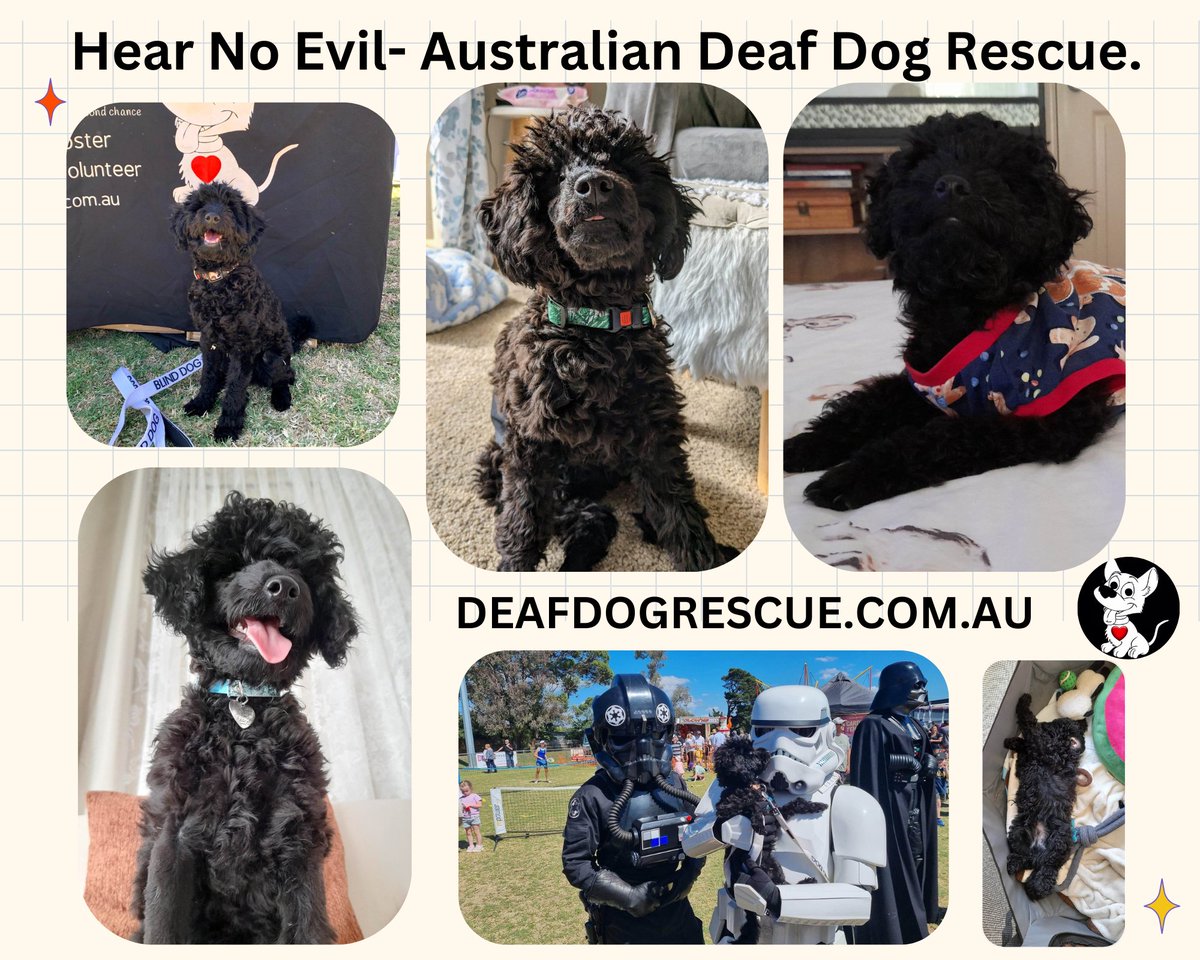 Hear No Evil’s Ambassador Dog Pepsi was born with no eyes but that has not slowed him down one iota. #rescuedogsaust #AdoptDontShop #fosteringsaveslives #blinddogsrule #rethinkrescue #HearNoEvilDeafDogRescue #hearnoevil #samebutdifferent #SpecialNeedsDogs deafdogrescue.com.au/?utm_content=s…