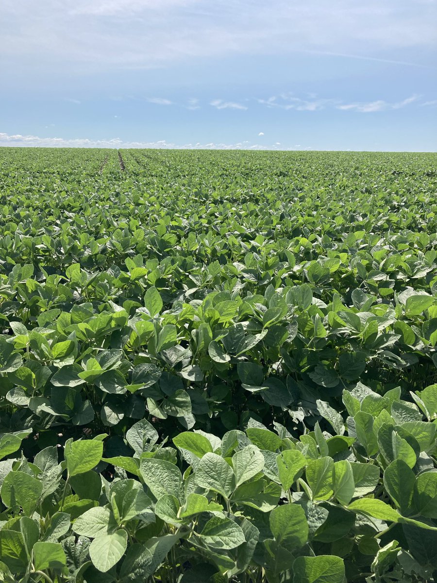 One of the best tools we have is layering residual herbicides with both pre- and post-emergence herbicide applications. Check out what a #BASF residual herbicide can do to keep #pigweed away from your #soybeans this year: bit.ly/3g6kzM2 <a href="/BASFAgProducts/">BASF AgSolutions US</a> #LayeredResiduals