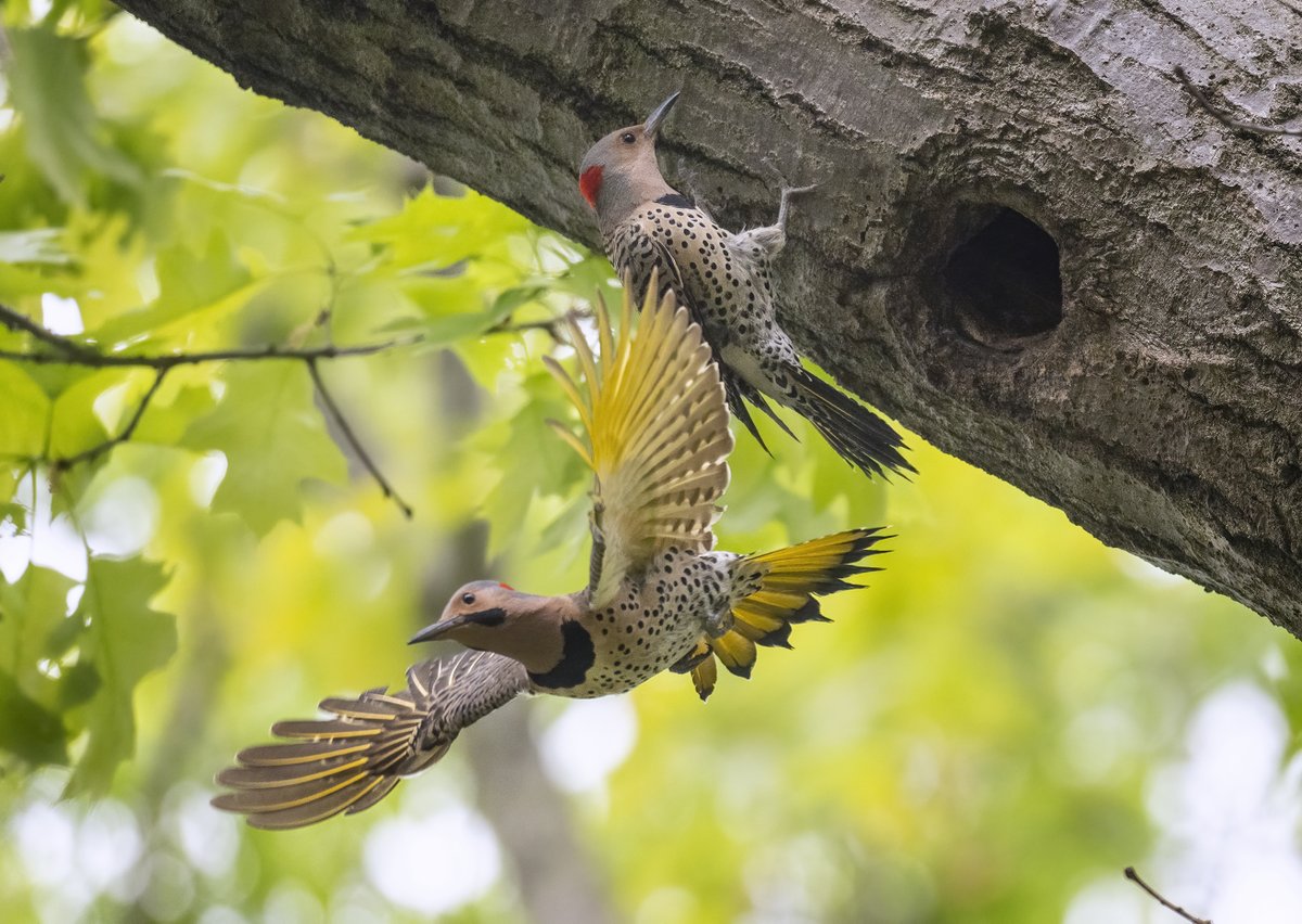 A male Northern Flickers launches from a nest cavity while his lady perches nearby.