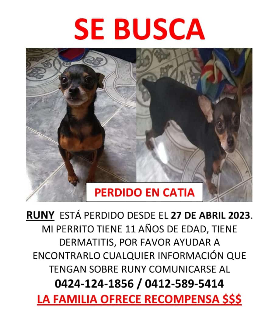 Ma_Elisa_G's tweet photo. RUNY AUN NO APARECE, SU FAMILIA MUY TRISTE, SE PERDIÓ EL 27/4 EN CATIA, CARACAS PENDIENTES, PUEDE ESTAR EN CUALQUIER PARTE. SI LO VES RESGUARDA Y LLAMA👇🏻 POR FA. @PerroUsuario @Mary_Vzlna @zolangegonzalez @critico2_ @naranjara @Mary_Jar @albertoestiburo @vetehugo @marypana1 https://t.co/oyWWRoMYXZ