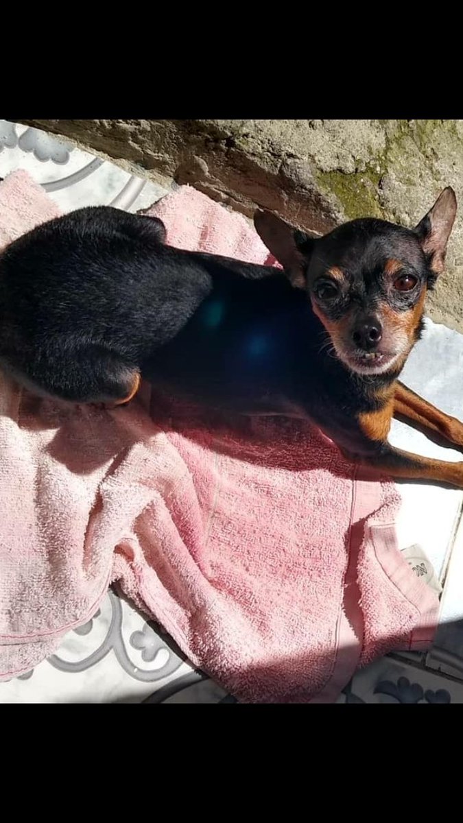 Ma_Elisa_G's tweet photo. RUNY AUN NO APARECE, SU FAMILIA MUY TRISTE, SE PERDIÓ EL 27/4 EN CATIA, CARACAS PENDIENTES, PUEDE ESTAR EN CUALQUIER PARTE. SI LO VES RESGUARDA Y LLAMA👇🏻 POR FA. @PerroUsuario @Mary_Vzlna @zolangegonzalez @critico2_ @naranjara @Mary_Jar @albertoestiburo @vetehugo @marypana1 https://t.co/oyWWRoMYXZ