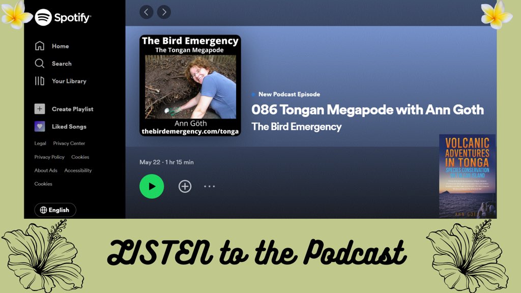 No time to read my book? Here a podcast about Tongan Megapodes, #Brushturkeyfacts, #Malleefowl, heroic fieldwork of many PhD students, difficulties with settling down in academia and on birding tours to Tonga. Download tinyurl.com/msv8dxxj or on Spotify tinyurl.com/2p94xyna