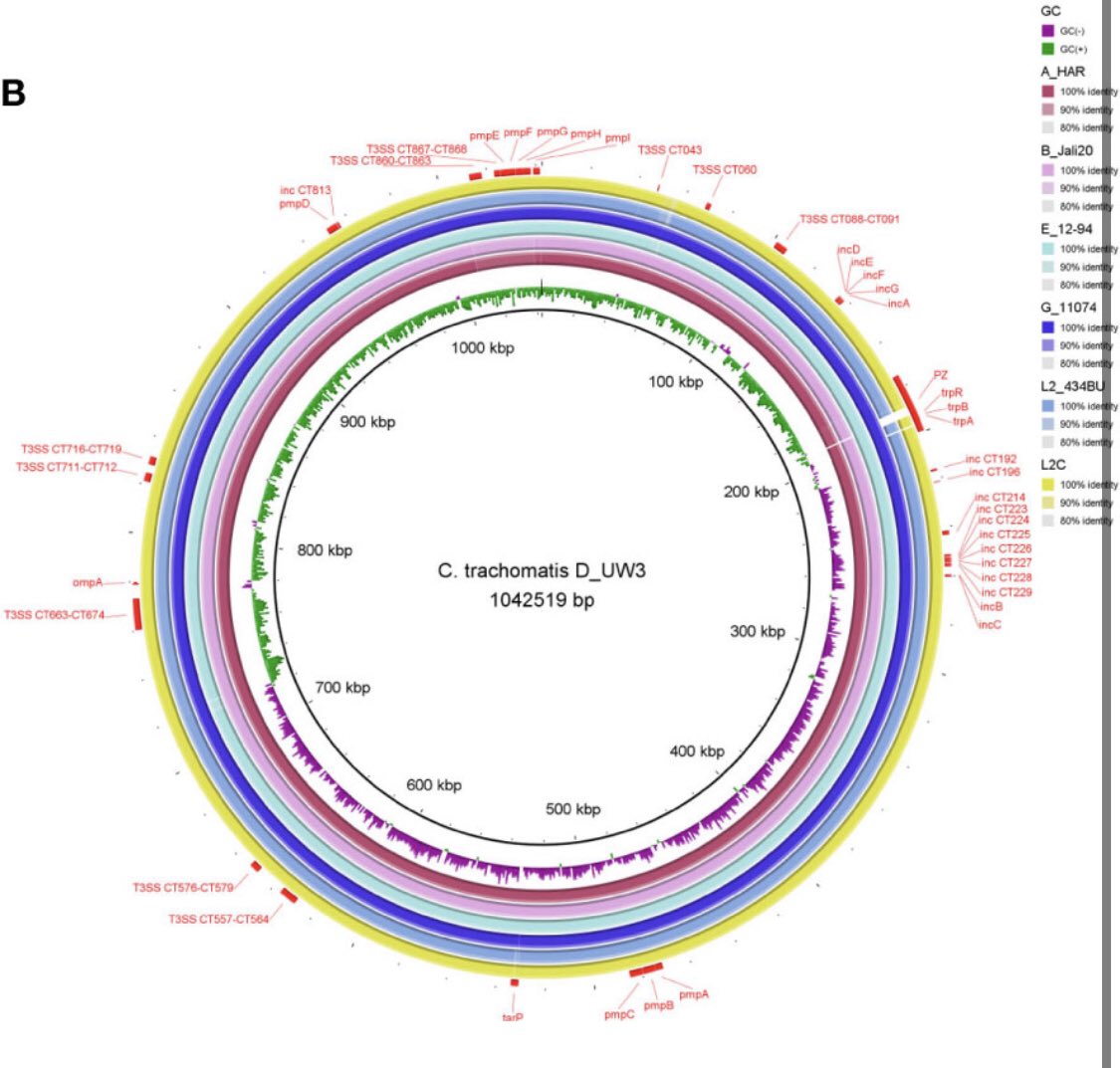 Laurence Luu (@laurenceluu) on Twitter photo Officially a #Chlamydian!🦠 Excited to share my first paper on how #genomics revolutionised understanding of #Chlamydia virulence, evolution and phylogeny.
Thanks <a href="/MartinaJelocnik/">Dr Martina Jelocnik</a> <a href="/KasimovVasilli/">Vasilli Kasimov</a> <a href="/Sam_Phillips_83/">Samuel Phillips</a> @garrymyers for guiding this newbie 😄
frontiersin.org/articles/10.33… Officially a #Chlamydian!🦠 Excited to share my first paper on how #genomics revolutionised understanding of #Chlamydia virulence, evolution and phylogeny.
Thanks <a href="/MartinaJelocnik/">Dr Martina Jelocnik</a> <a href="/KasimovVasilli/">Vasilli Kasimov</a> <a href="/Sam_Phillips_83/">Samuel Phillips</a> @garrymyers for guiding this newbie 😄
frontiersin.org/articles/10.33…