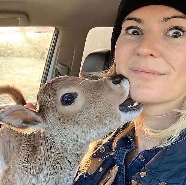 AriaaJaeger's tweet image. Death by teething calf.
🤣🐄
📸 @hellofreemanfarm