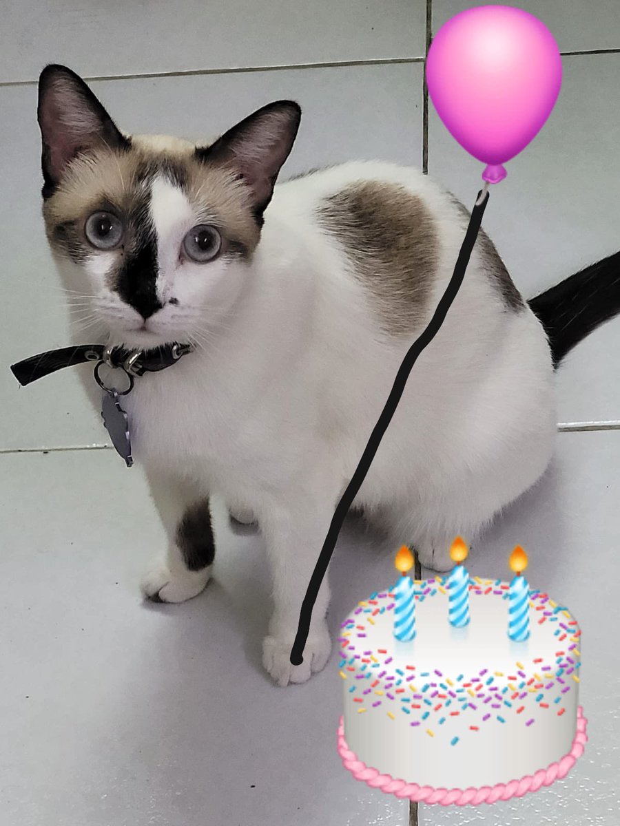 Hoy es el cumpleaños de la persona que le dio a mi hermano menor una gatita y le hizo un edit jajaja