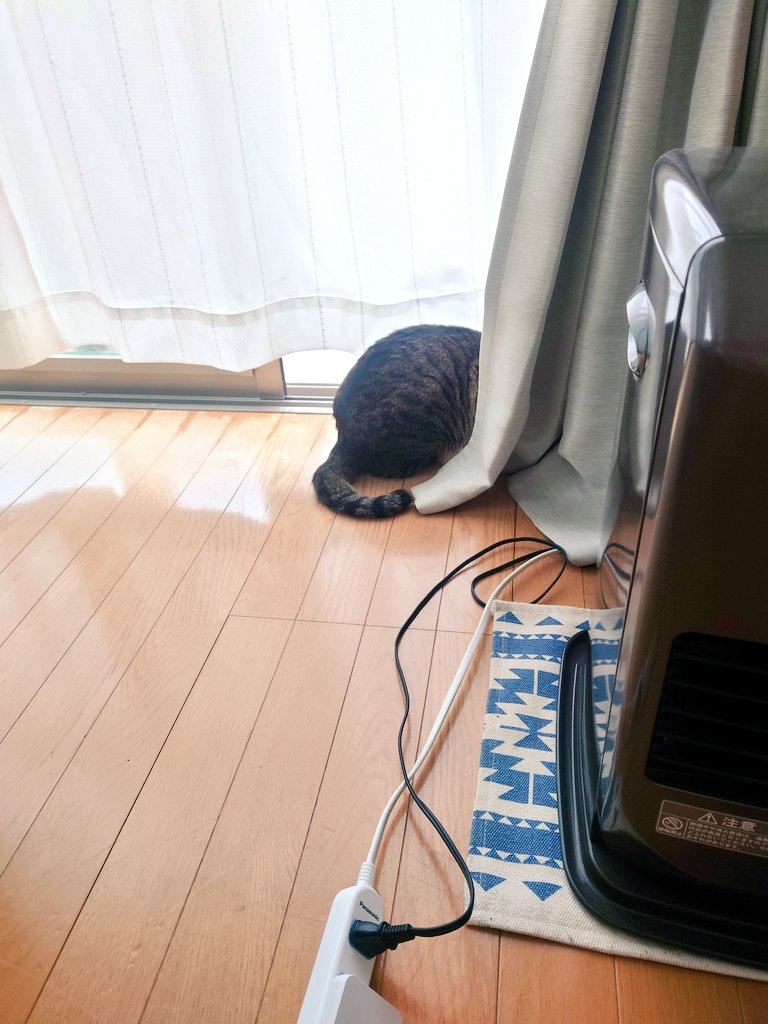 働こう…私たちはひとりじゃない… 
#猫写真