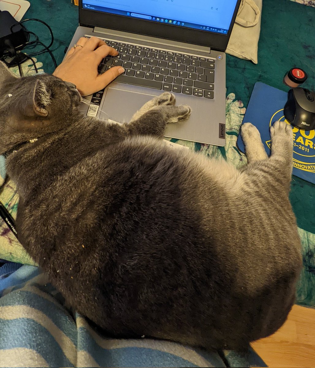 morelet's tweet photo. Creo que no hay un día en que no le saque una foto a mí gata. Acá los últimos 4 días 👇🏽 https://t.co/LICNBDozzc