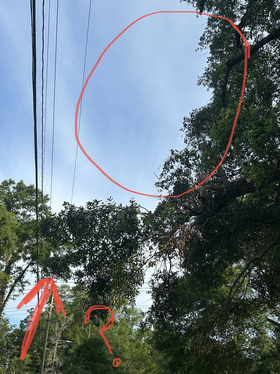 IrishJRDC's tweet photo. Who slept with whom for Wolf Tree to get the @CityofTLH or @LeonCounty contract? They MANGLED our trees, crushed my plants, knocked the road sign wonky &amp; left debris in our yard. Cut stuff not near powerlines but left stuff nearly touching. And there’s nothing we can do about it? https://t.co/PZiDgL8qvD