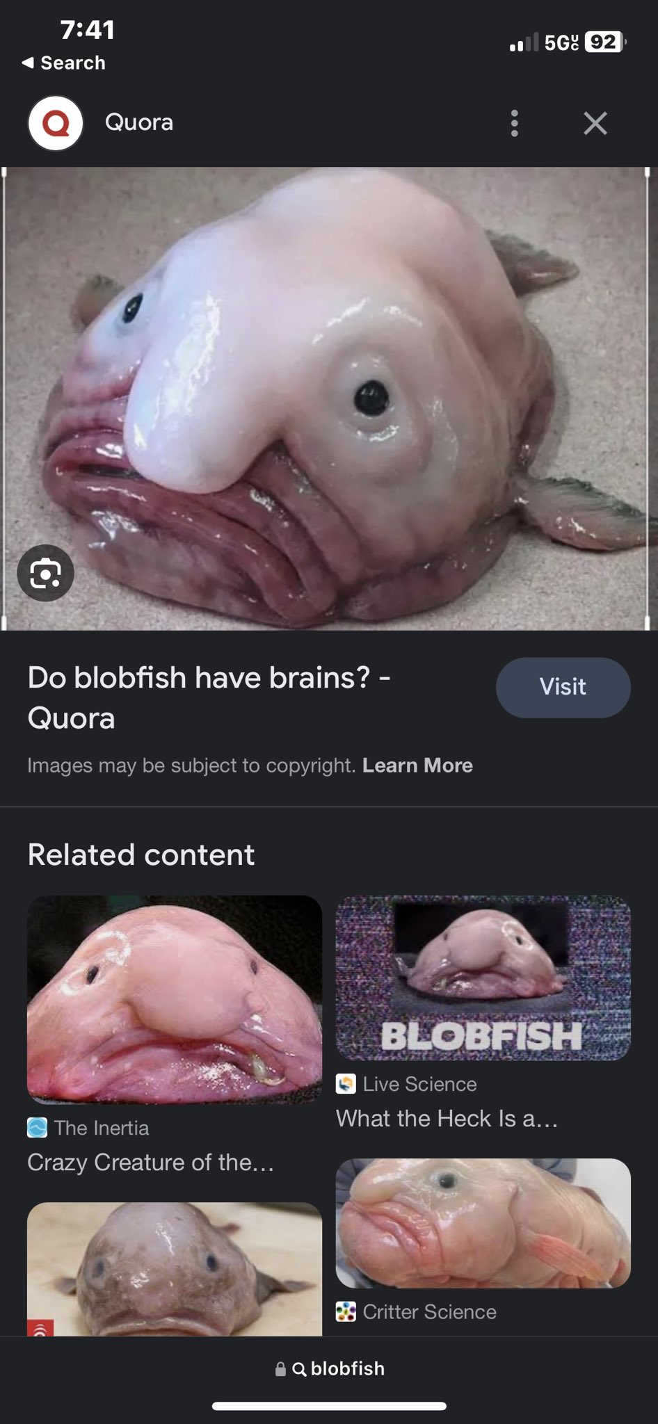 What is a blobfish? Are blobfish actually the ugliest species? - Quora