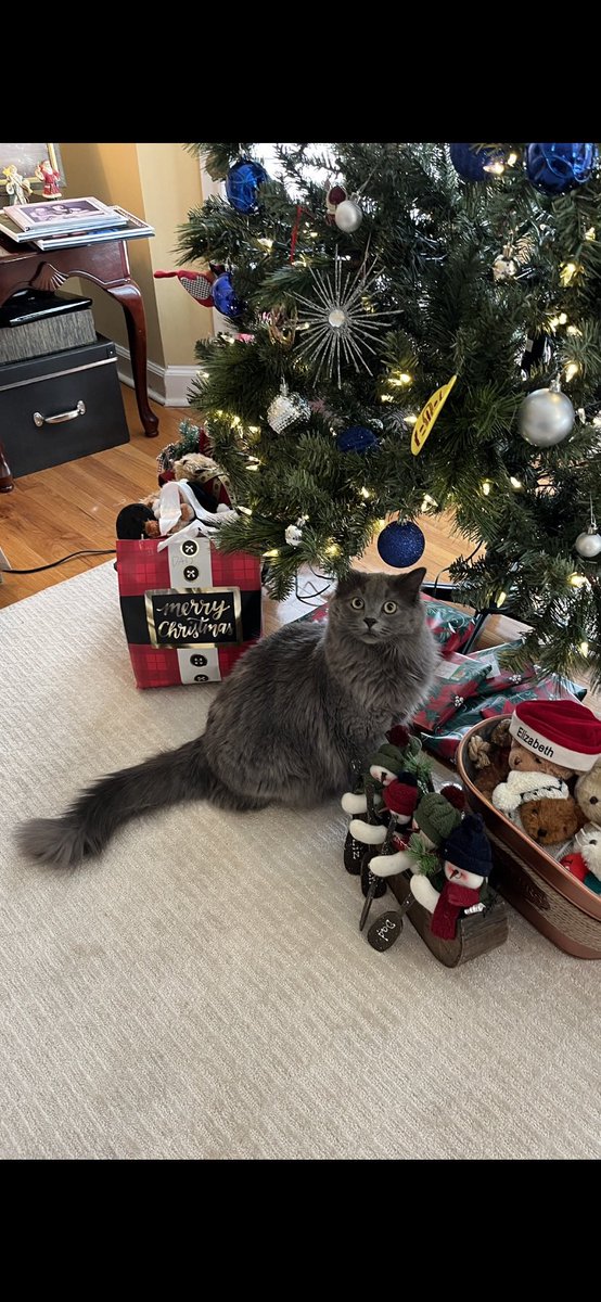 shipperotakuu's tweet photo. @viktuuri0nIce 51 yr old - still obsessed with YOI, Victuuri fanfic, and my giant grey kitty boy! https://t.co/3vf58laxTK
