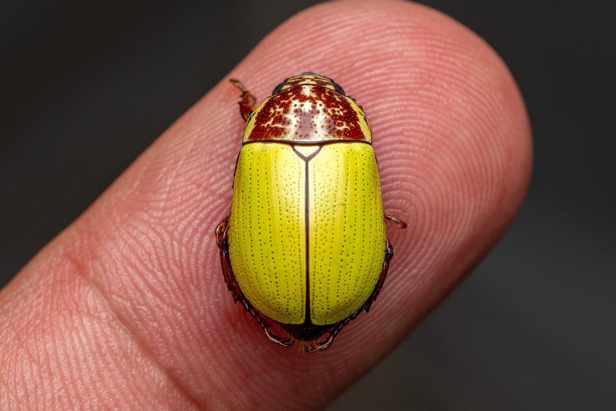 TreehopperGO_GT tweet media