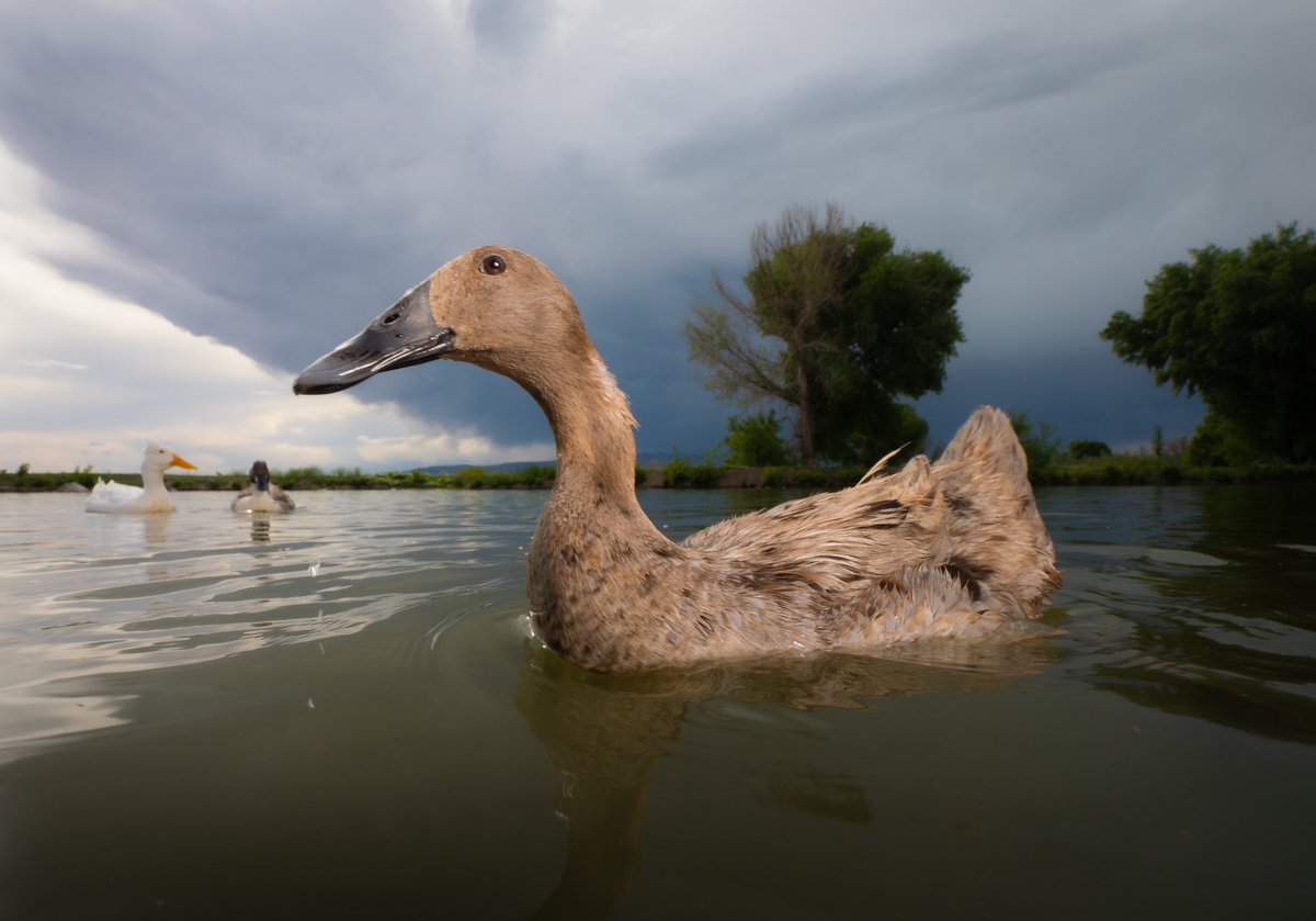 free swim lessons 

(retweet to send noms live.dashducks.tv)