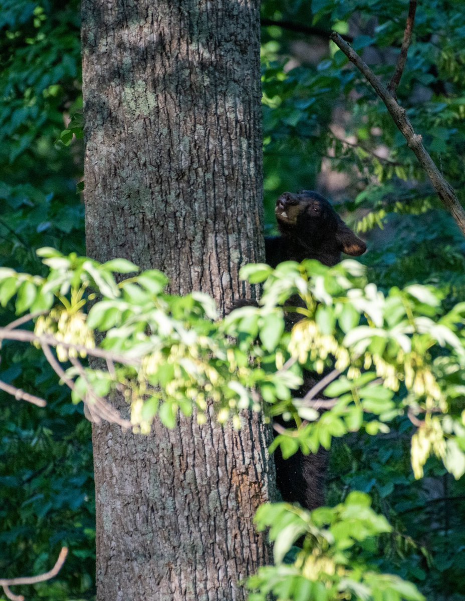 Also in this evening’s news, my dogs treed a bear. Thankfully, no sign of mama.
