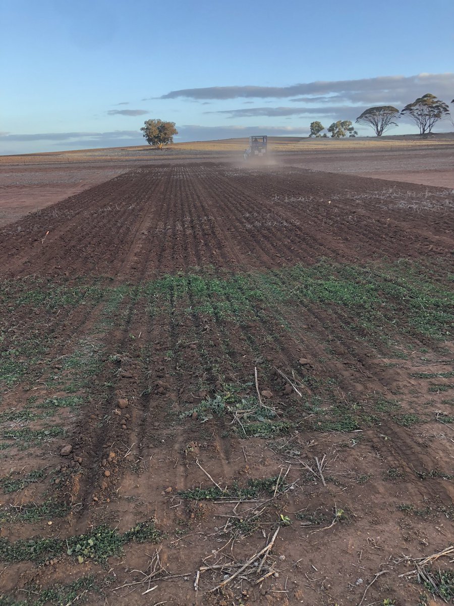 AloscaTech's tweet photo. Thanks to @DavidGrayAglink and @deltaagribus ALOSCA product development trials are underway in WA. Great things ahead!
#ALOSCA #inoculants #newproducts #Agriculture https://t.co/aEsNf1zQ8v