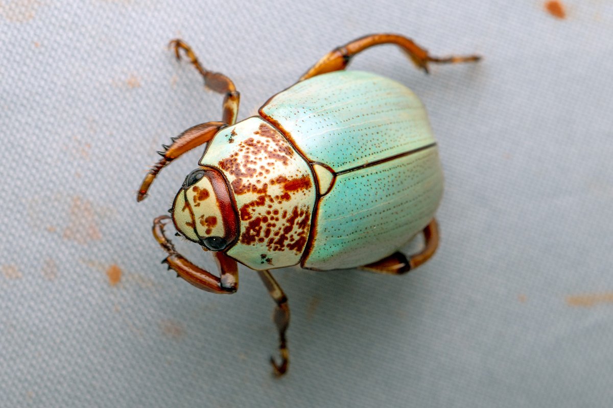 TreehopperGO_GT tweet media