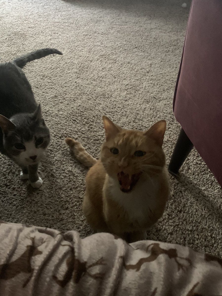 AnnMarie419's tweet image. Feed us… I mean me!

#cats #fatcat #tinycat #myboys #catownerproblems #petownerproblems #CarterFlynn #AlvinMatthew