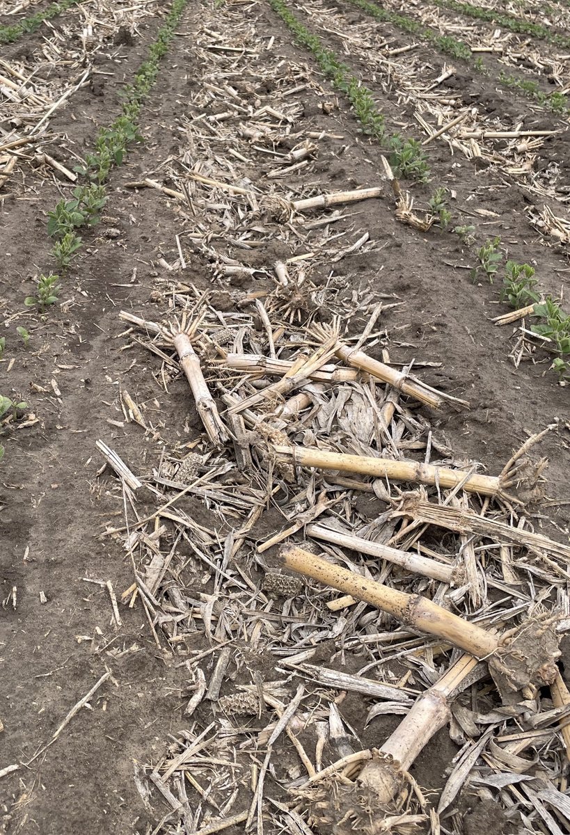 Maye85779's tweet photo. Saltro vs competitive seed treatment.  Incredible visual.  No burn, better vigor, faster to canopy, superior sds and scn control. https://t.co/p3OFLZH03M
