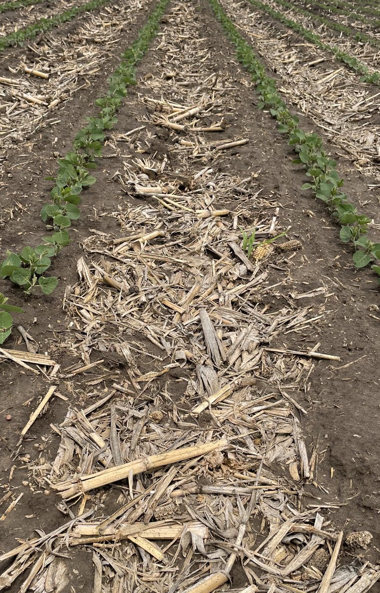Maye85779's tweet photo. Saltro vs competitive seed treatment.  Incredible visual.  No burn, better vigor, faster to canopy, superior sds and scn control. https://t.co/p3OFLZH03M