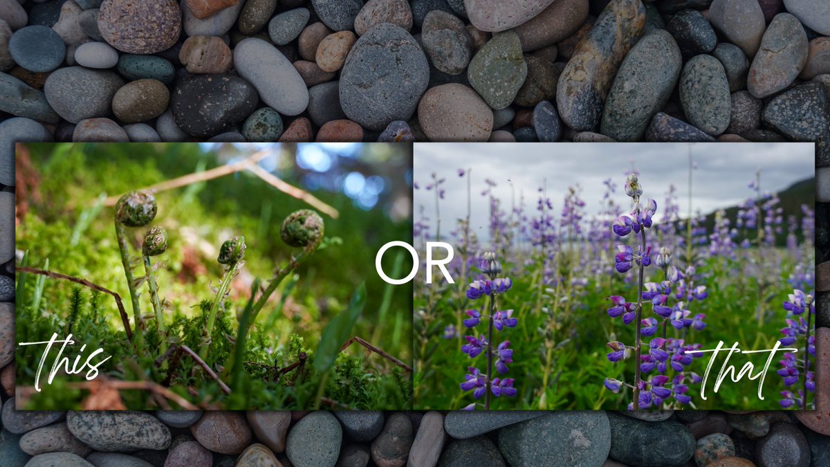 kcustoms_ak's tweet photo. Which of these photos captured by Kerstin Kimlinger McAdoo would you like to have as a print or card? Let us know by commenting below with 'this' or 'that'!  #smallwomenownedbusiness #smallbiz #alaskaphotography #Photography #Prints #Art https://t.co/R0GibKIXKq