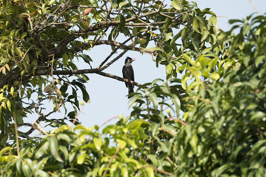 Himalayan Black Bulbul (Hypsipetes leucocephalus) in #Tura #WestGaroHills #Meghalaya #India

@birdnames_en @IndiAves @UKNikon #APPicoftheWeek #BirdsofTwitter #BirdsSeenIn2023 #BBCWildlifePOTD #createyourlight #EarthCapture #fsprintmonday #NatGeoIndia #NikonCreators #ThePhotoHour