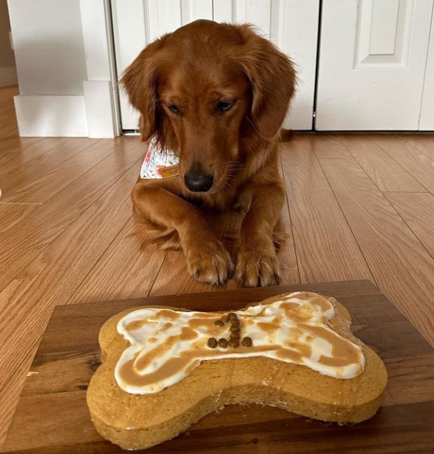 🎉🍰 Hold up, did someone mention cake? 🎂 Well, count me in! Because when it comes to treats, I love them more than anything! 😍 Happy birthday to the sweetest girl in the world! 🥳❤️

#puppycakellc #cakefordogs #dogcakemix #dogbirthdaycakekit #birthdaycakefordogs