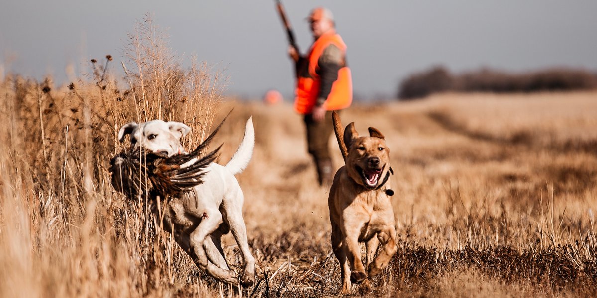 These two make good co-workers.

#gsp #birddogs #huntingdogs #workingdogs #mansbestfriend