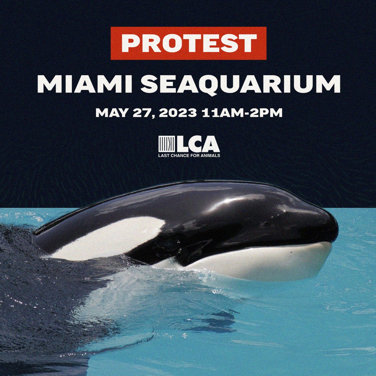 Join the Miami Seaquarium protest with Phil Demers @walrus-whisperer and @urgentseas! 

Sat., May 27th, 2023
11am - 2pm EST
4400 Rickenbacker Causeway, Key Biscayne, Florida

Facebook Event Page:  fb.me/e/2VSE3zH5c

#CaptivityKills #BoycottMiamiSeaquarium