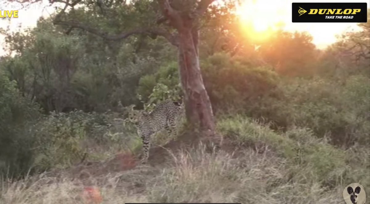 One of the two cheetah boys marking a tree with a spectacular sunrise as a backdrop #PDTV