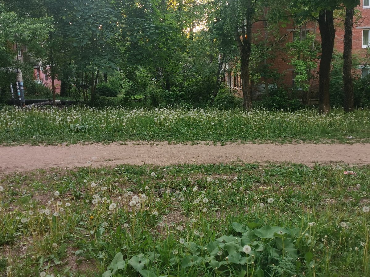 femaleMutou's tweet photo. Люблю одуванчики https://t.co/H96tswMi7v