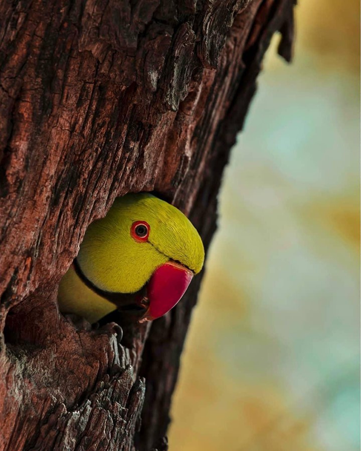 #Parrot #Parrotlife #Parrotlovers #Parrotphotography #Roseringedparakeet #Statebird #Andrapradesh #Birds #Birdsphotography #Beautiful #Nature #Naturelover #NatureBeauty #NaturePhotography #Greenary #Konaseema #Amalapuram #Rajamundry #Eastgodavari #Vizag #Guntur #Nellore #India