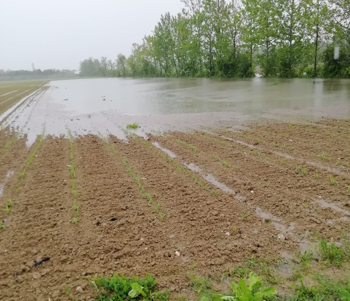 Veneto Agricoltura tweet media