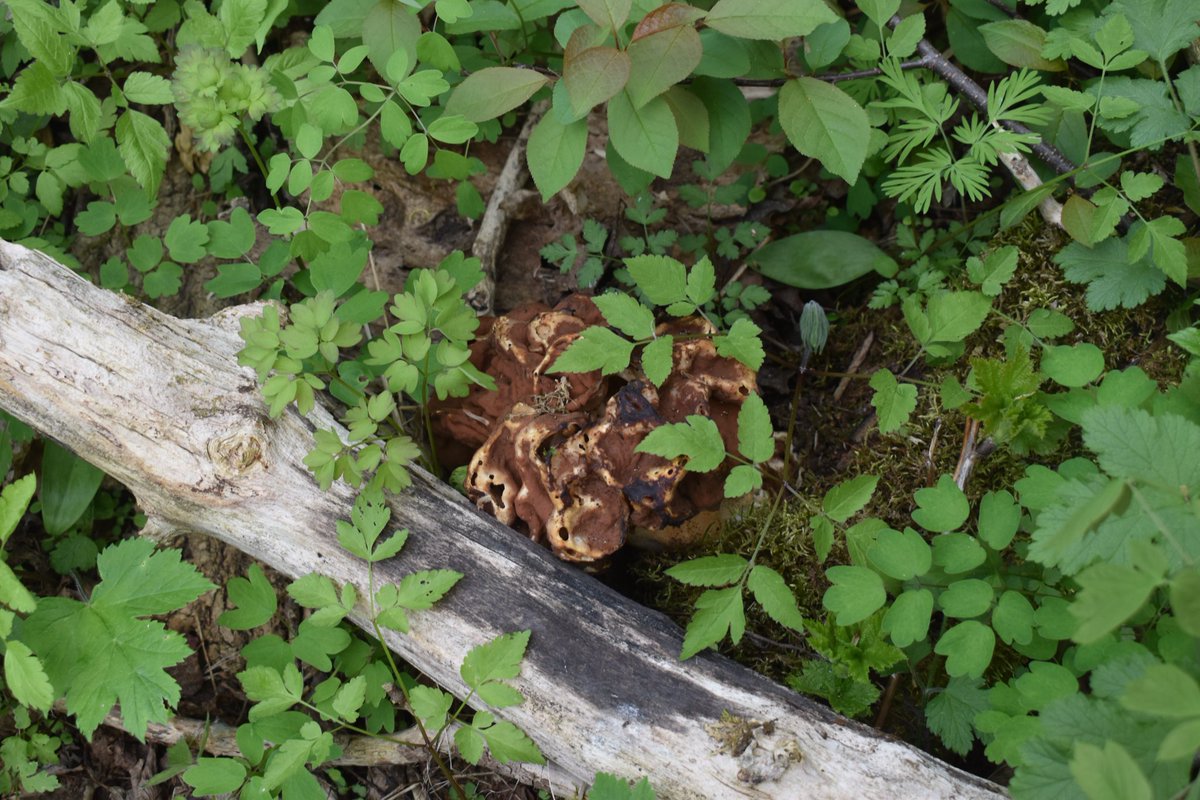 Great Lakes Fungi 🍄 on Twitter "This False Morel's so big! (Use the