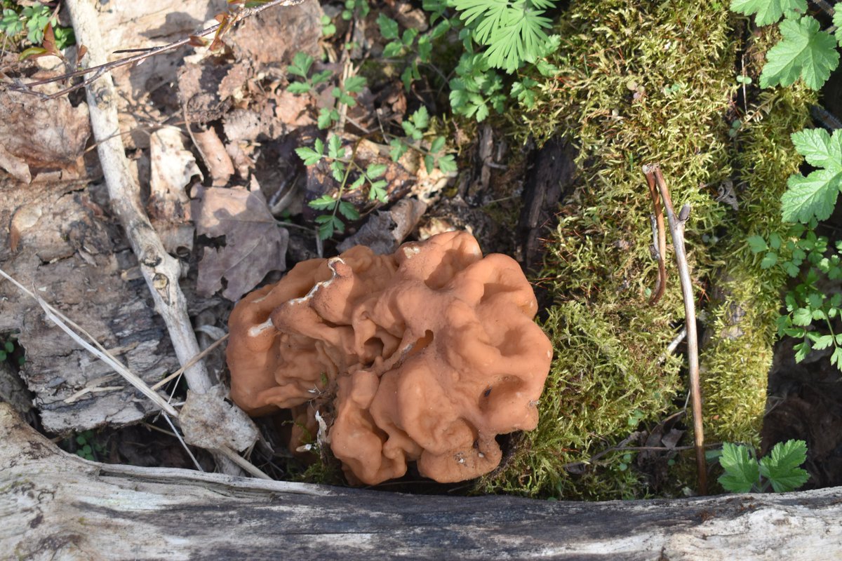 Great Lakes Fungi 🍄 on Twitter "This False Morel's so big! (Use the