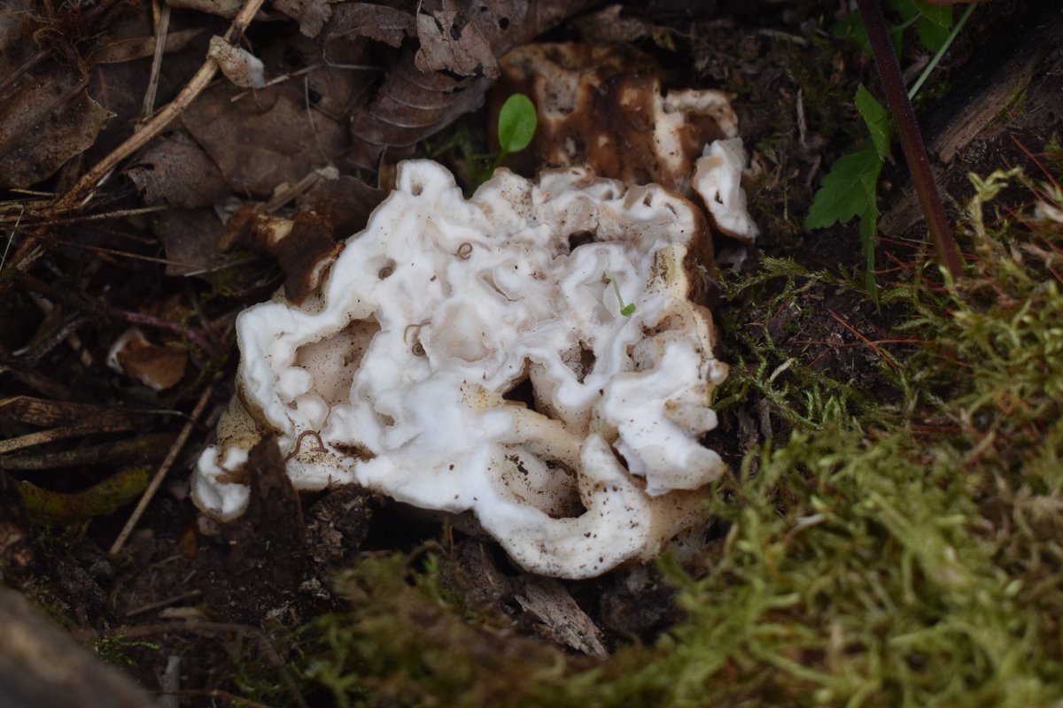 Great Lakes Fungi 🍄 on Twitter "Close ups from that huge False Morel i